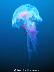 Jellyfish by Beatrice Primatesta 